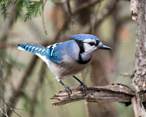Blue Jay Photo Stock. Blue Jay close-up profile view perched on a branch with a blur background in the forest environment and habitat. Image. Picture. Portrait.
