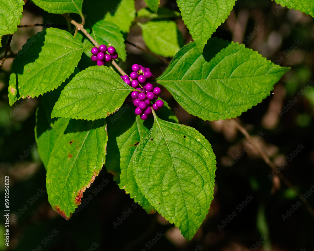 The purple berries of a Beauty Bush clump together on a branch surround by wide green leaves. The purple berries of a Beauty Bush clump together on a branch surround by wide green leaves.