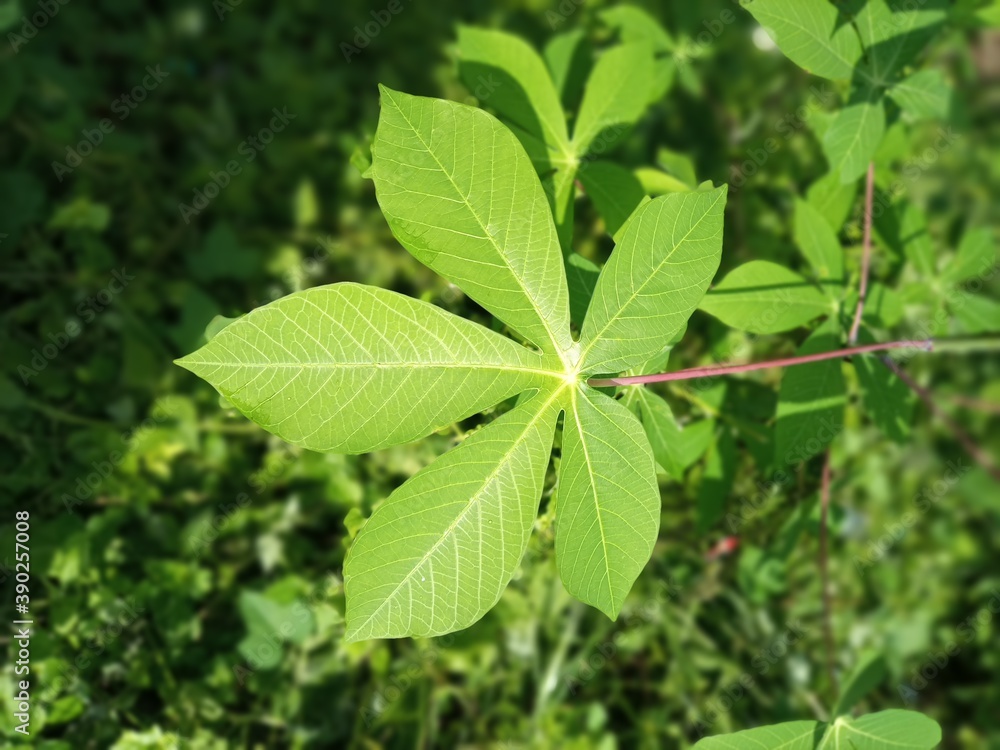 green leaves in the garden green leaves in the garden