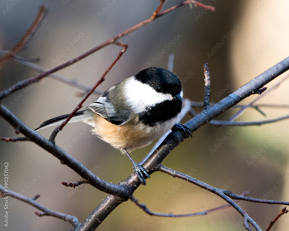 Obraz premium Chickadee stock photo. Chickadee close-up profile view perched on a branch with blur background in its environment and habitat displaying fluffy feather plumage. Image. Picture. Portrait.