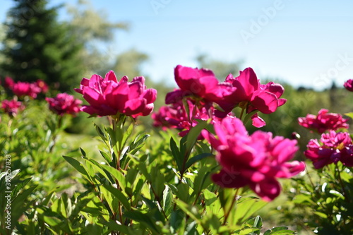 pink flowers in spring