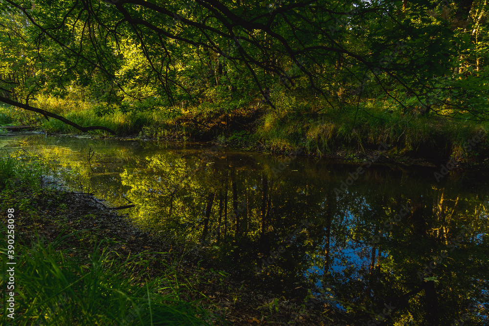 autumn in the forest