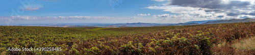 Panoramic view of vineyards in autumn, variety of colors ocher, red, orange, brown, green giving life to the beautiful landscapes of La Rioja Spain