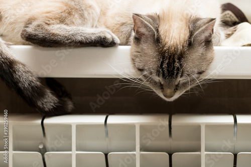 domestic tabby cat resting on a window sill near radiator heater. central heating concept