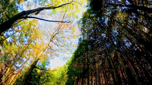 紅葉　走行撮影(香川県高松市)
