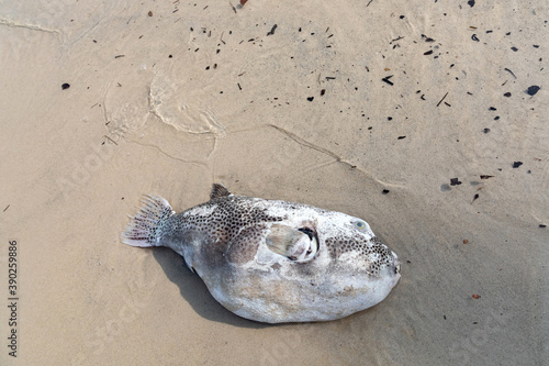 Water pollution concept. Dead fish on the beach.