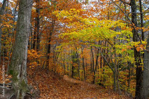 Fototapeta Naklejka Na Ścianę i Meble -  Fall Foliage Forest Trail