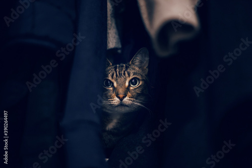Photography Funny scared tabby pet cat hiding in clothes at closet