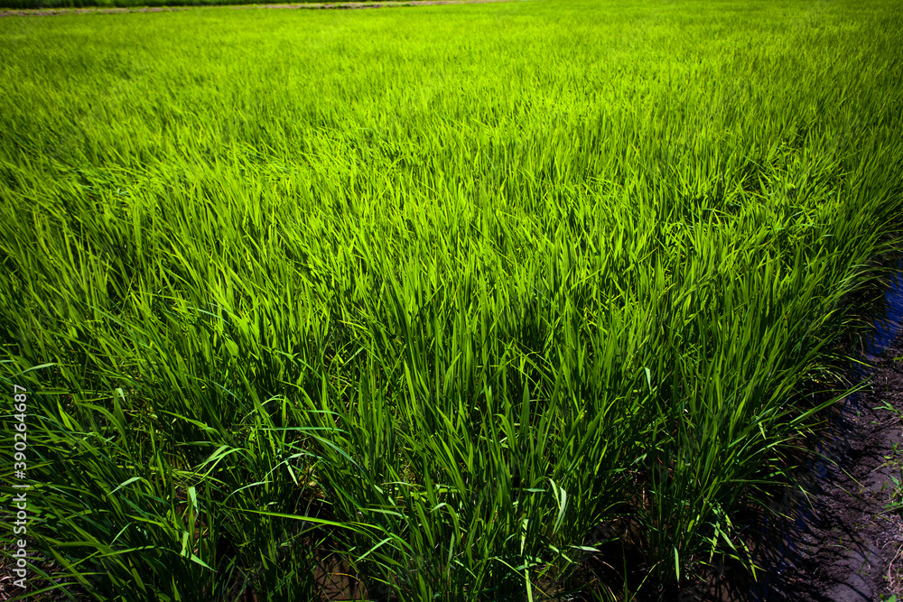 Obraz premium 田んぼ