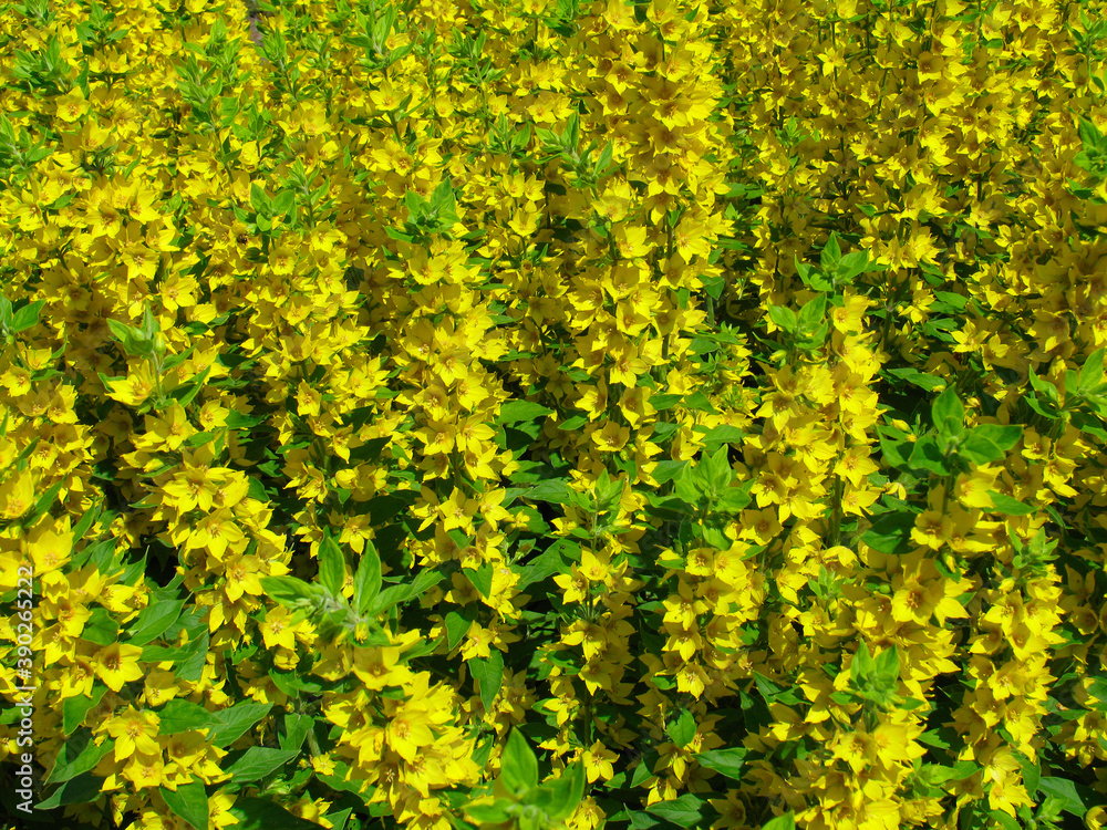 Yellow flowers Yellow flowers