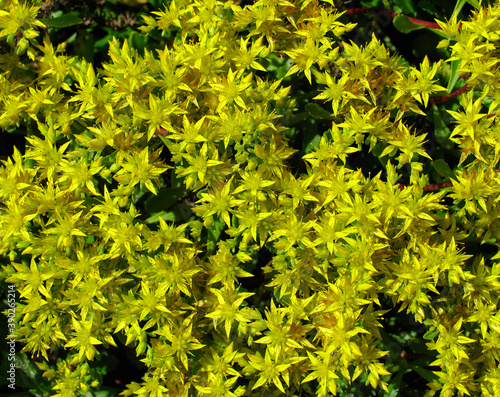 Yellow flowers