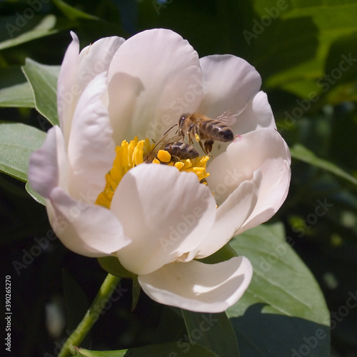 Bee and Flower © Serg Zastavkin