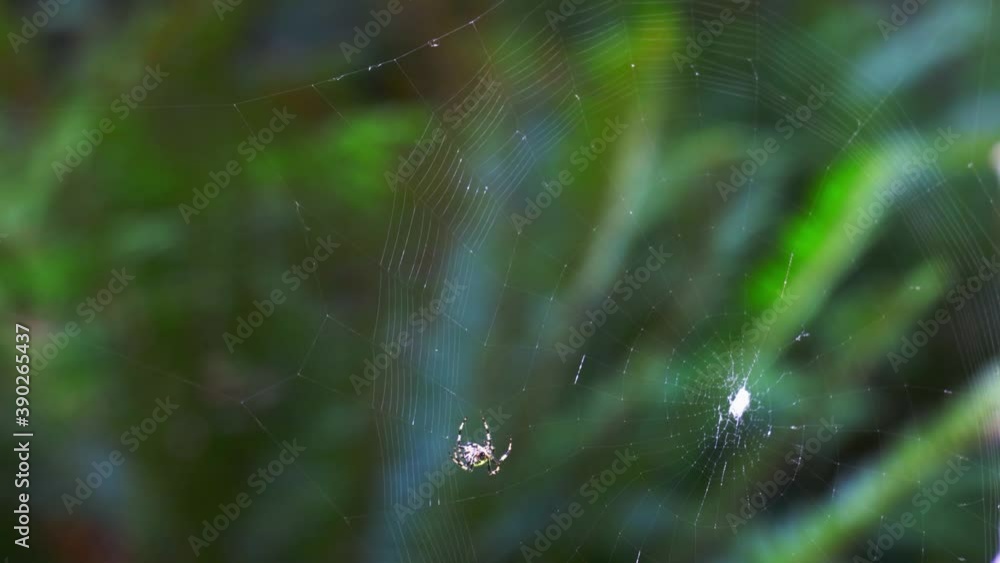 A spider builds a web in the green forest jungle, static angle. A spider builds a web in the green forest jungle, static angle.
