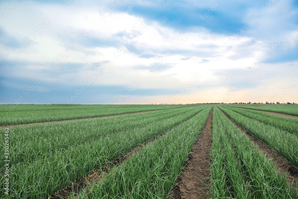 Rows of green onion in agricultural field