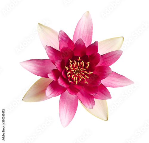 Beautiful blooming pink lotus flower isolated on white  top view