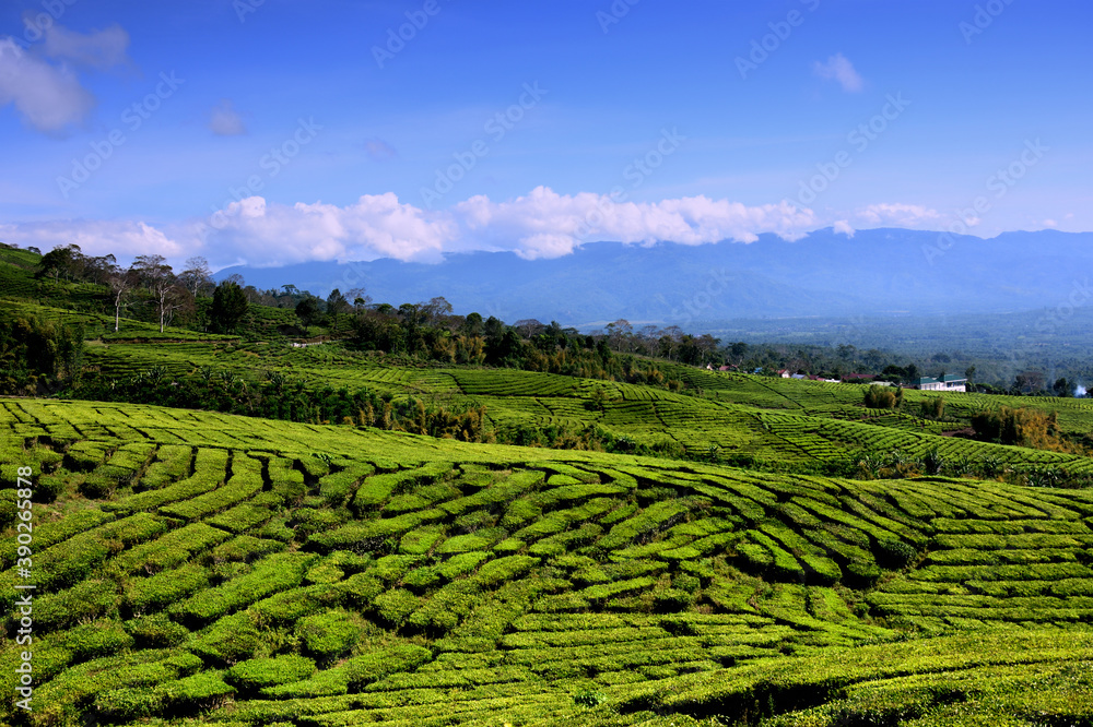 green plantation of tea