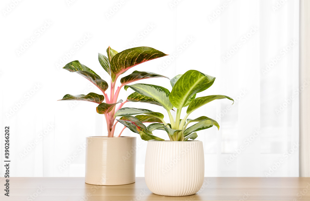 Beautiful houseplants on wooden table near window indoors Beautiful houseplants on wooden table near window indoors