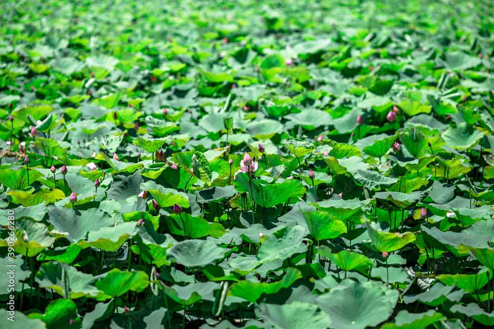 Close-up natural background view of colorful flowers (lotus) in sunlight and naturally wilted leaves. Close-up natural background view of colorful flowers (lotus) in sunlight and naturally wilted leaves.