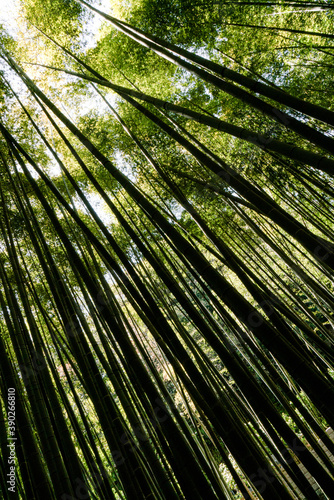 Green plants - leaves, branches, flowers, on a summer day. 