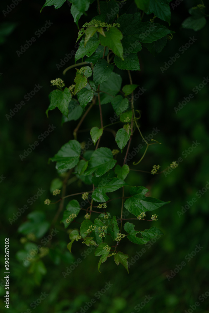 Green plants - leaves, branches, flowers, on a summer day. Green plants - leaves, branches, flowers, on a summer day.