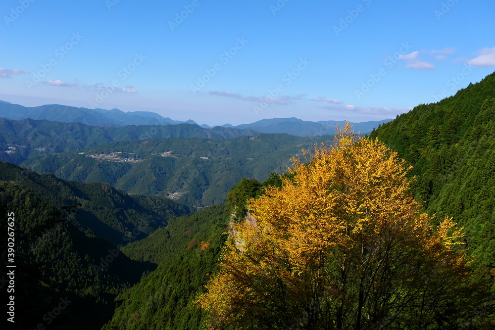 Fototapeta premium 山と青空を背景にした鮮やかな黄色い紅葉 