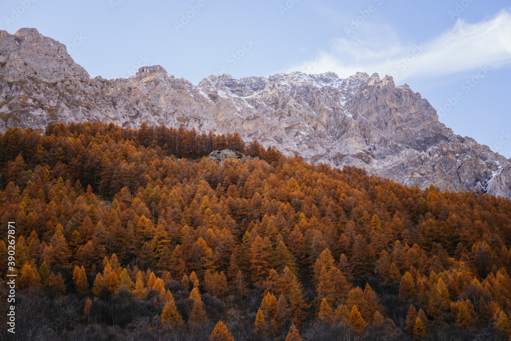 Orange forest in the mountains