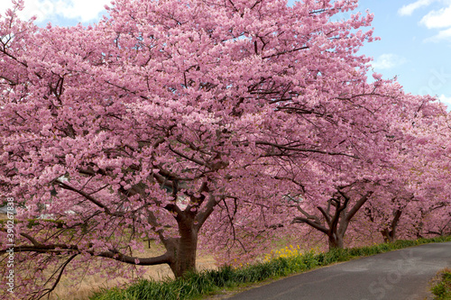 みなみの桜並木 © Paylessimages