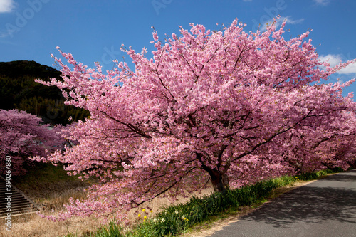 みなみの桜並木