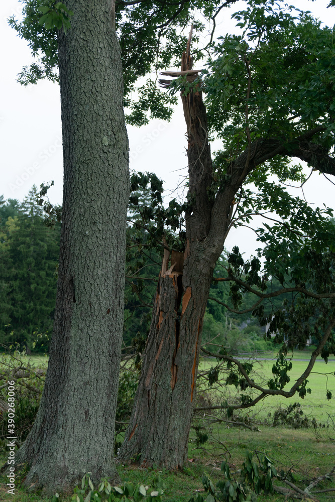 Fototapeta premium Green plants - leaves, branches, flowers, on a summer day.