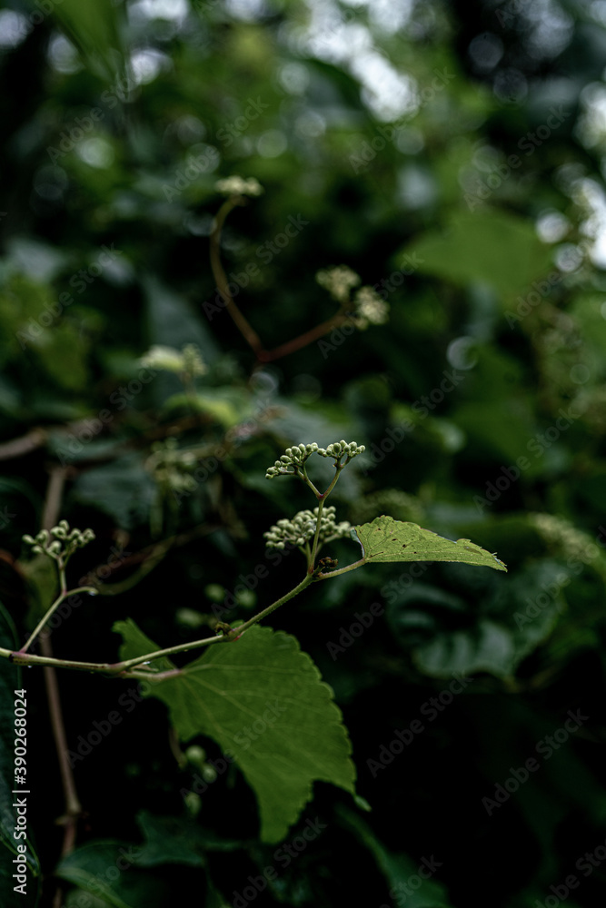 Green plants - leaves, branches, flowers, on a summer day. Green plants - leaves, branches, flowers, on a summer day.