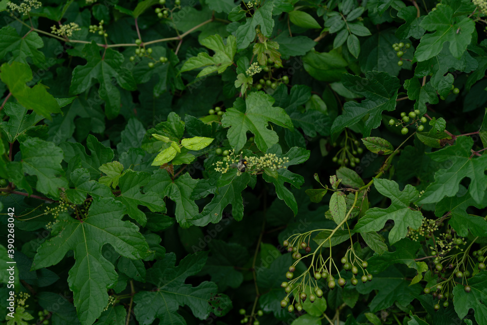 Green plants - leaves, branches, flowers, on a summer day. Green plants - leaves, branches, flowers, on a summer day.