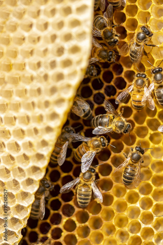 Slika na platnu Details of a bee habitat bright yellow honeycomb