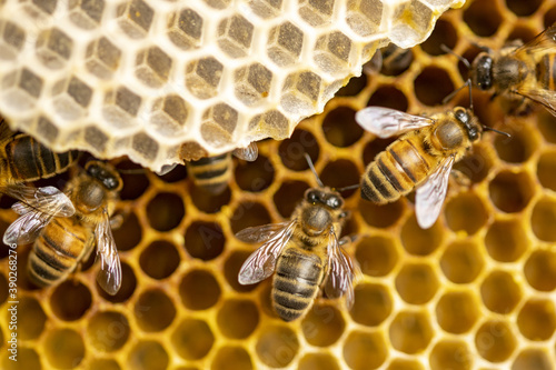 Fotografie, Obraz Macro closeup of bee hive with detail of honeycomb