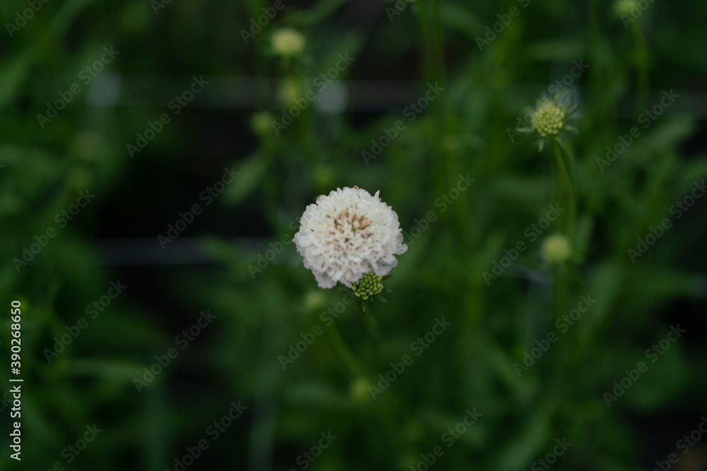 Green color block: plants and flowers, on a summer day. Green color block: plants and flowers, on a summer day.