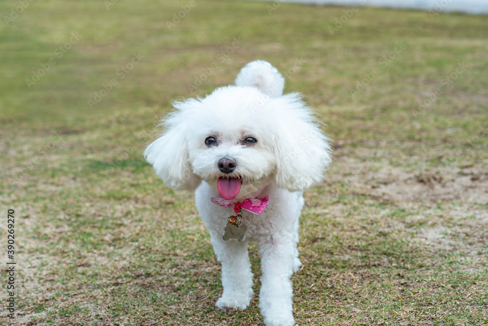 happy dog smile and playing around happy dog smile and playing around
