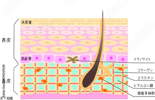 皮膚の断面イラストです。