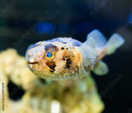 View of exotic tropical balloonfish also known as spiny porcupinefish and spiny puffer behind glass of aquarium photo