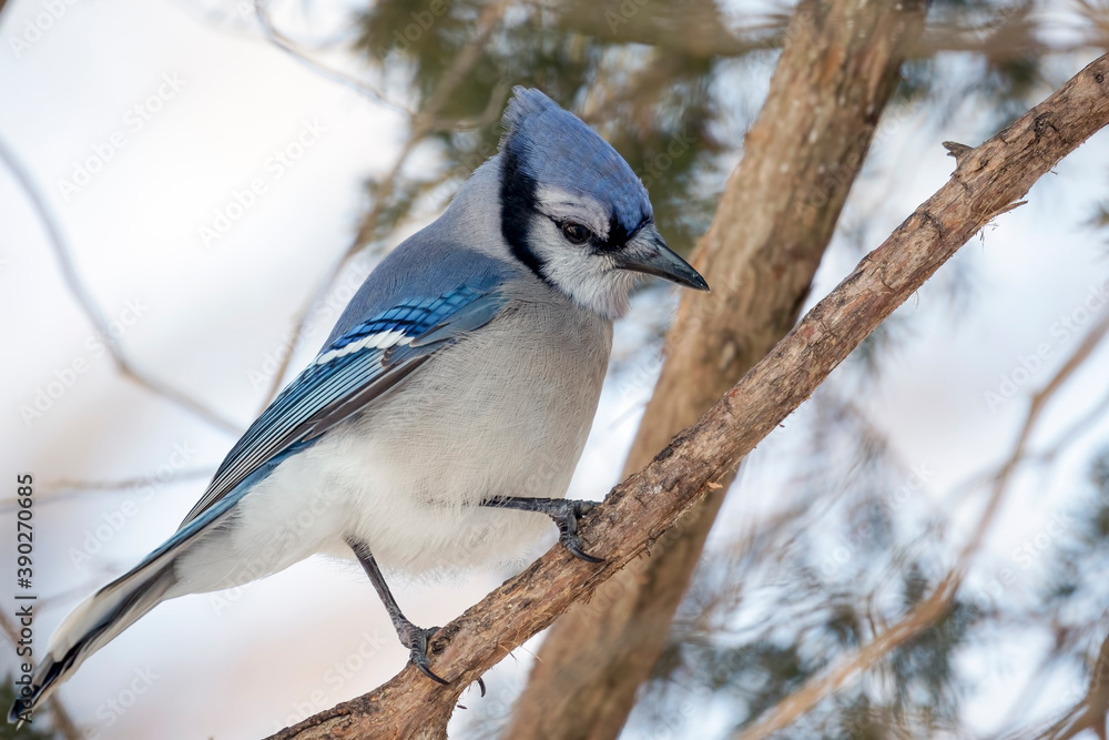 Close Up of a Blue Jay Perched on a Tree Branch Close Up of a Blue Jay Perched on a Tree Branch