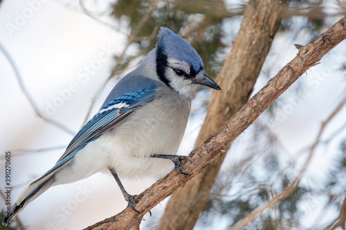 Close Up of a Blue Jay Perched on a Tree Branch