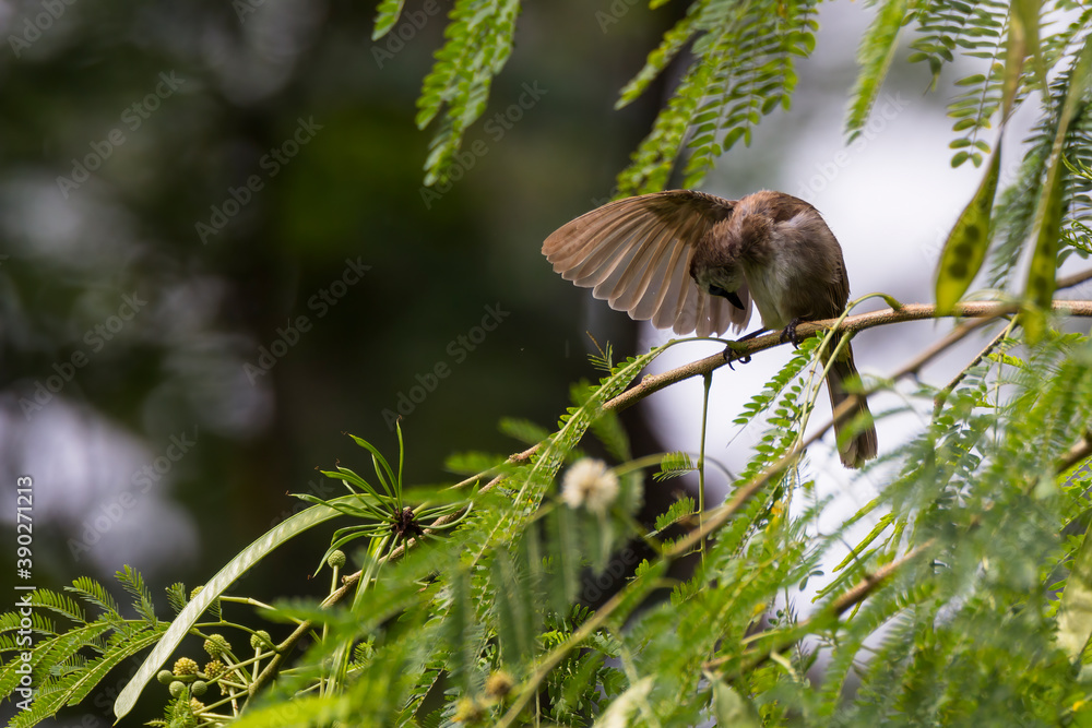 Fototapeta premium bulbul bird perched on a twig in nature