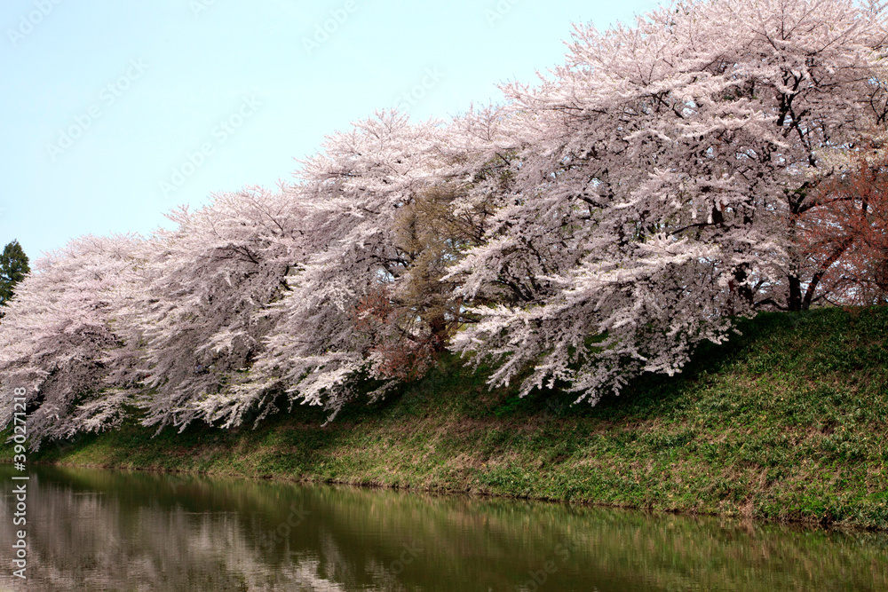 霞城公園の桜 霞城公園の桜