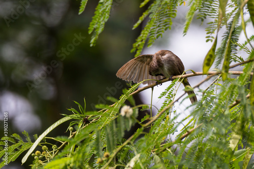 bulbul bird perched on a twig in nature