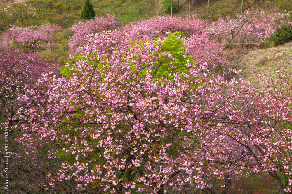 さくらの里　八重桜