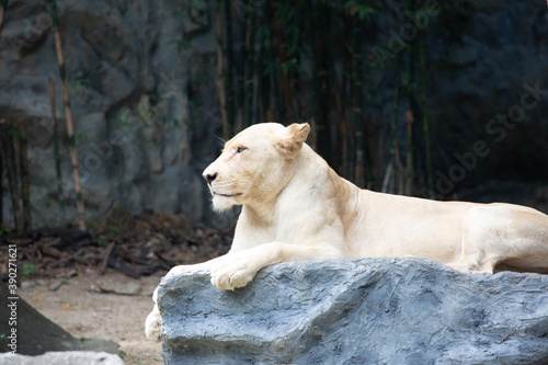 A large female white lion lounging on a rock.