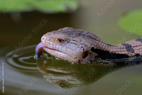 A Blue tongued skink (Tiliqua sp) is starting its daily activities.