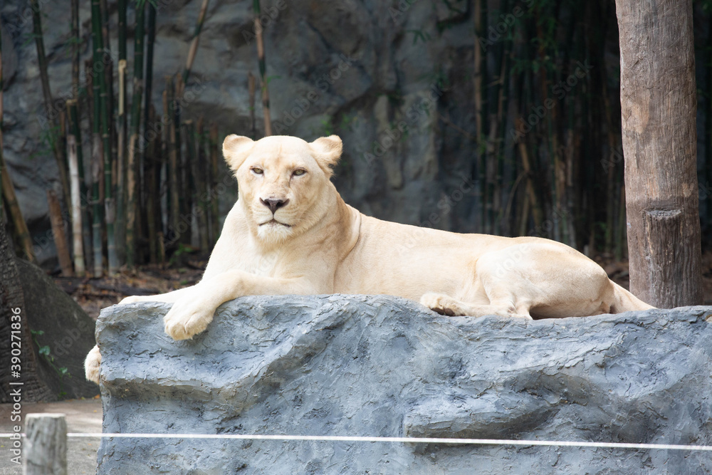A large female white lion lounging on a rock. A large female white lion lounging on a rock.