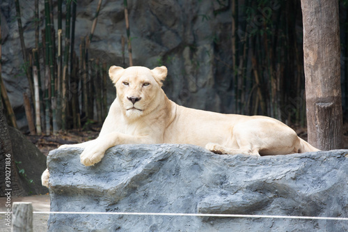 A large female white lion lounging on a rock.