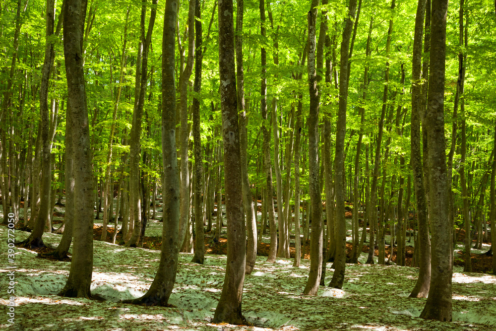 Naklejka premium 新緑の美人林