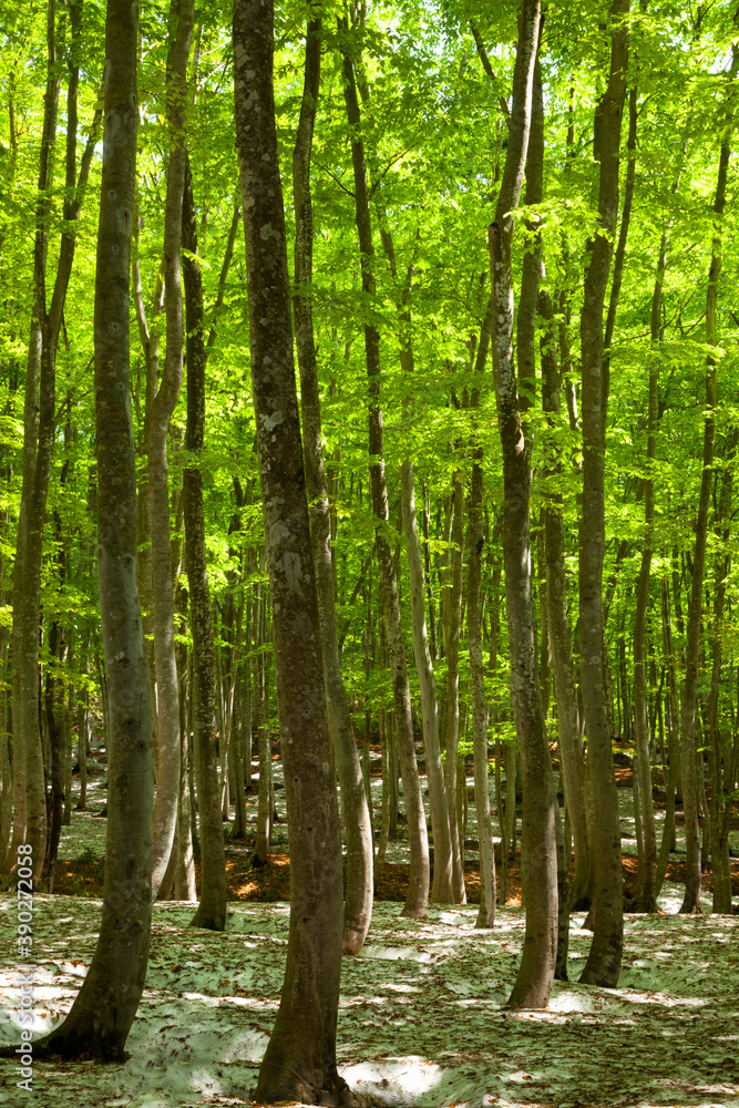 Obraz premium 新緑の美人林