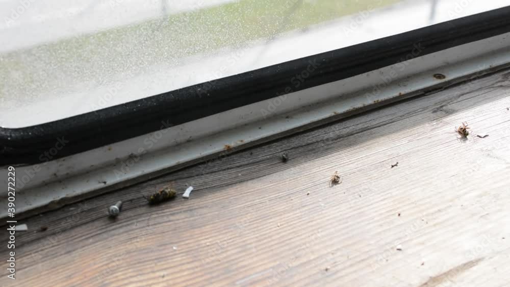 Spraying the wasp with insect repellent. Fumigation. Extermination of insects. Death of a wasp. Pest control. Spraying the wasp with insect repellent. Fumigation. Extermination of insects. Death of a wasp. Pest control.